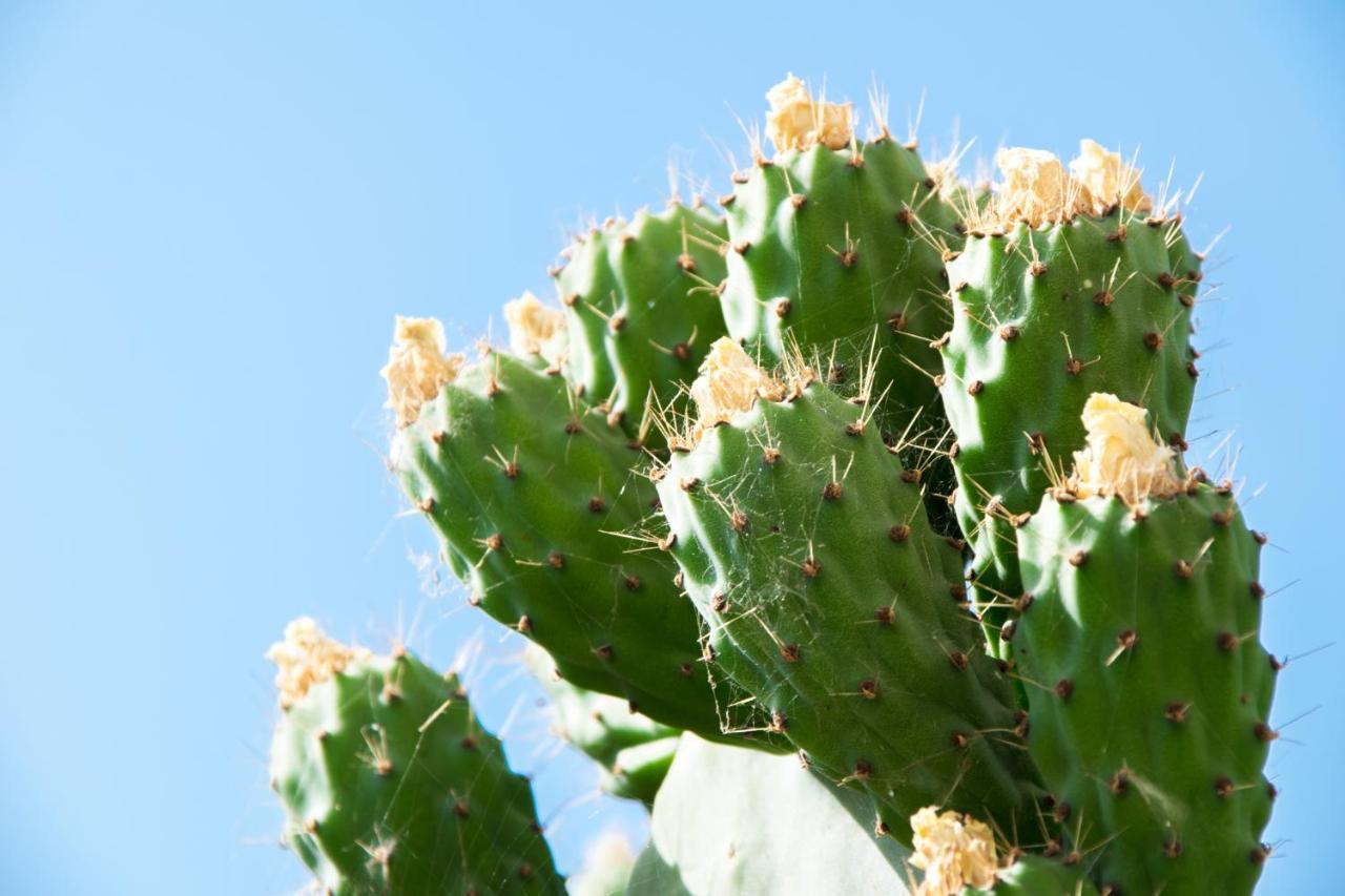 The Prickly Pear Apartment Chania  Luaran gambar